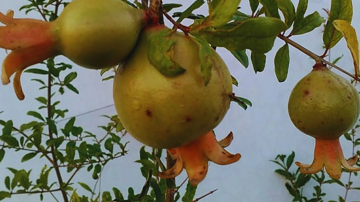 अनार का पौधा