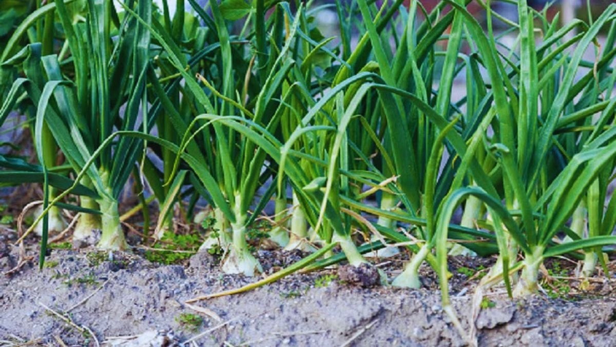 garlic farming