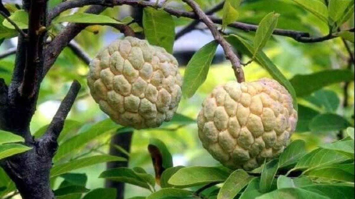 कैसे उगाएं कस्टर्ड एप्पल