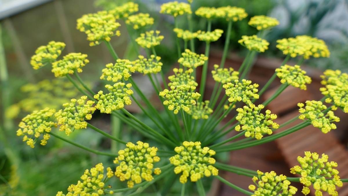 Grow fennel at home