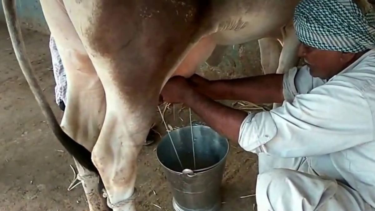 दूध दुहने की टिप्स