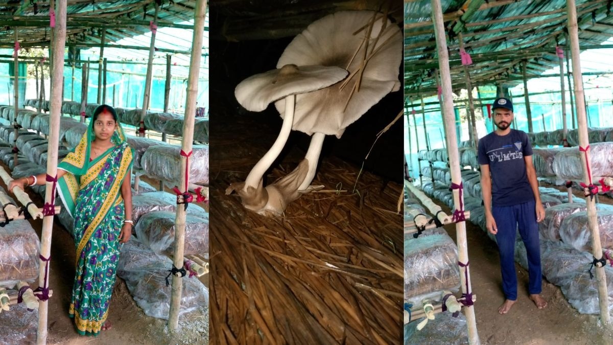 देसी तरीके से उगाई मशरूम