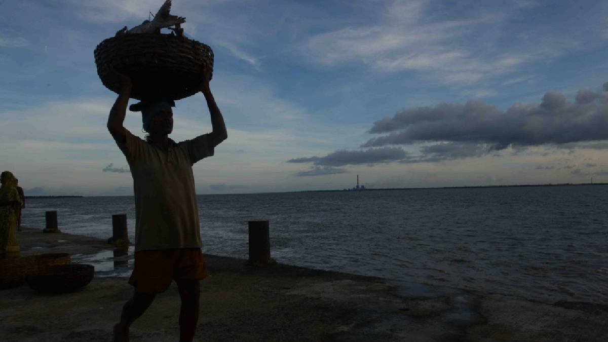 hilsa fish