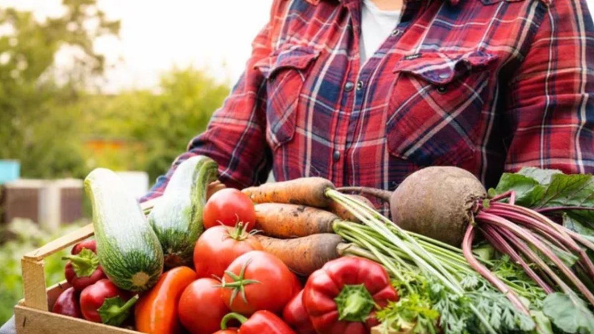 vegetable Farming November