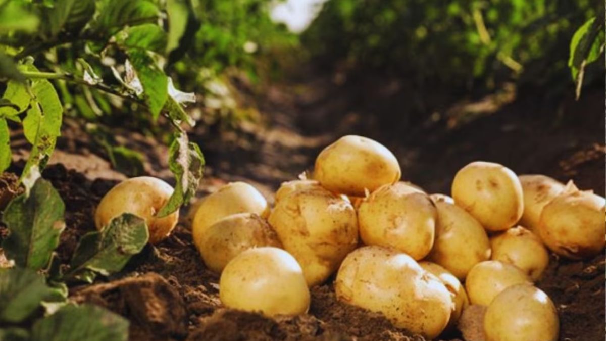 Potato Farming