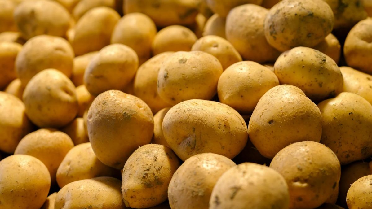 Potato Tuber