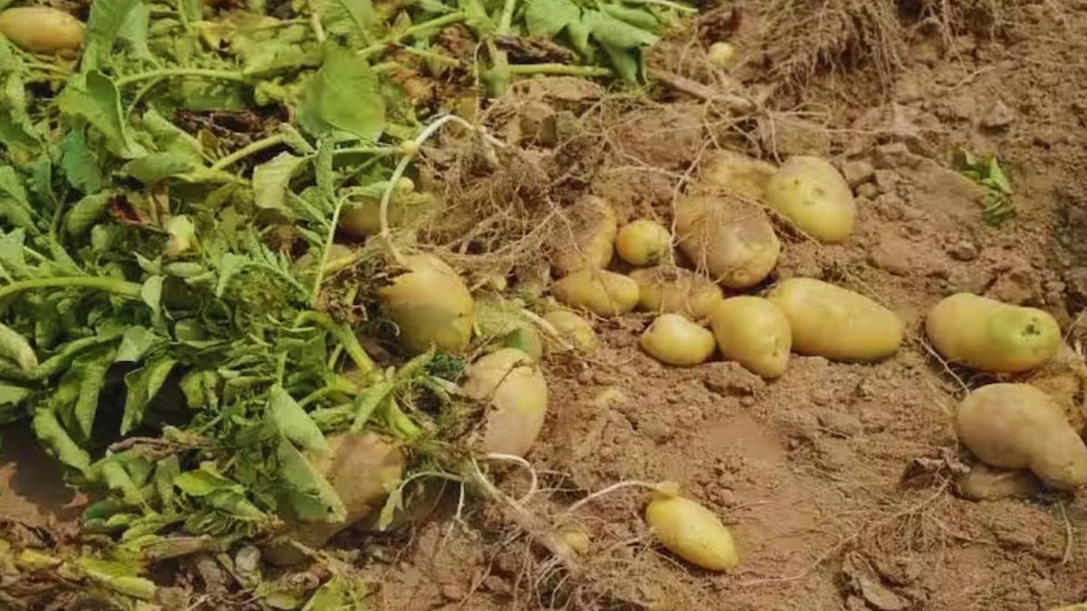 Potato Varieties