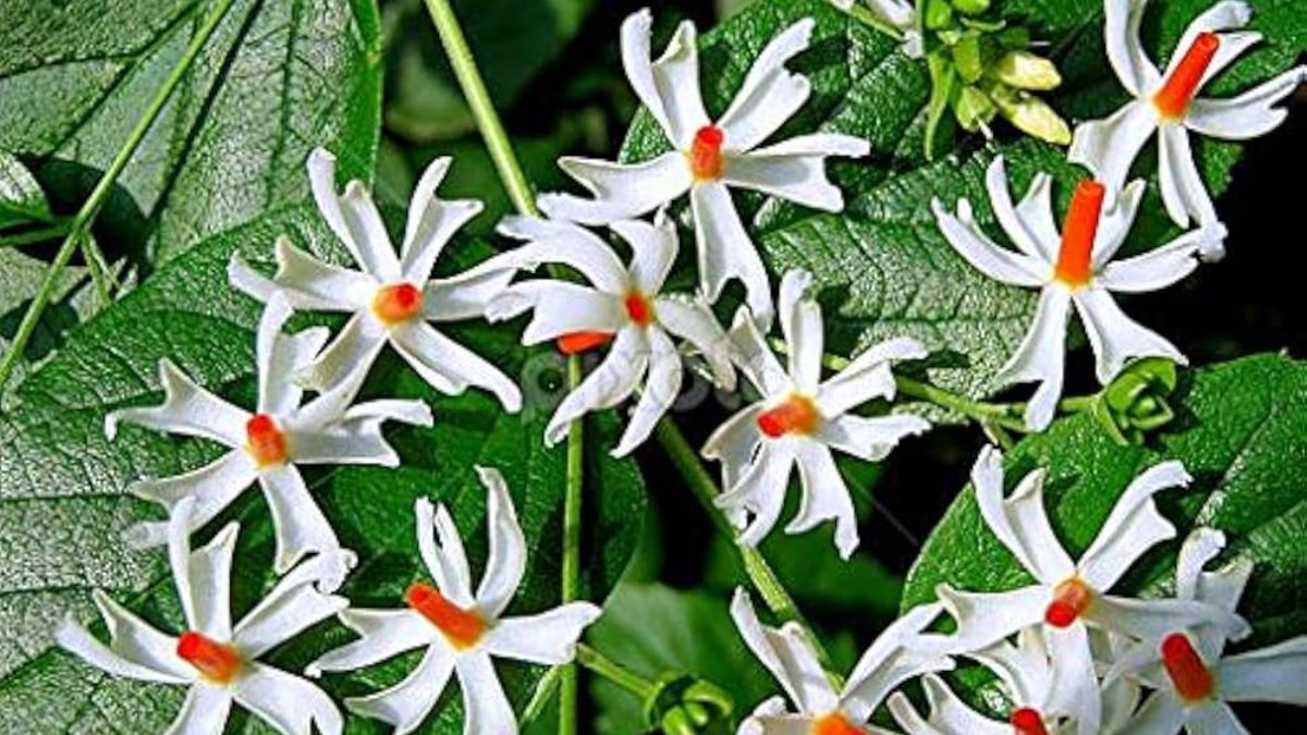 harsingar