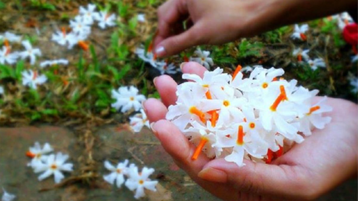harsingar photo