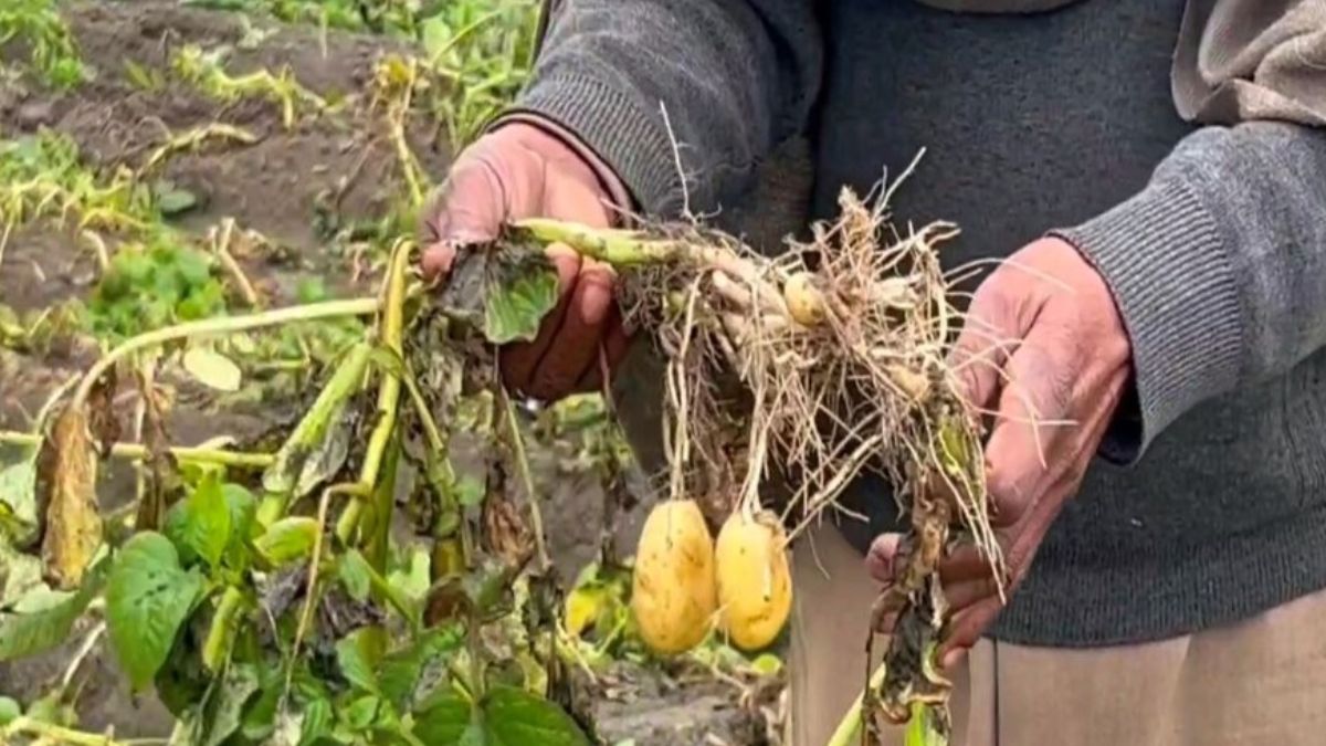 Potato Farm