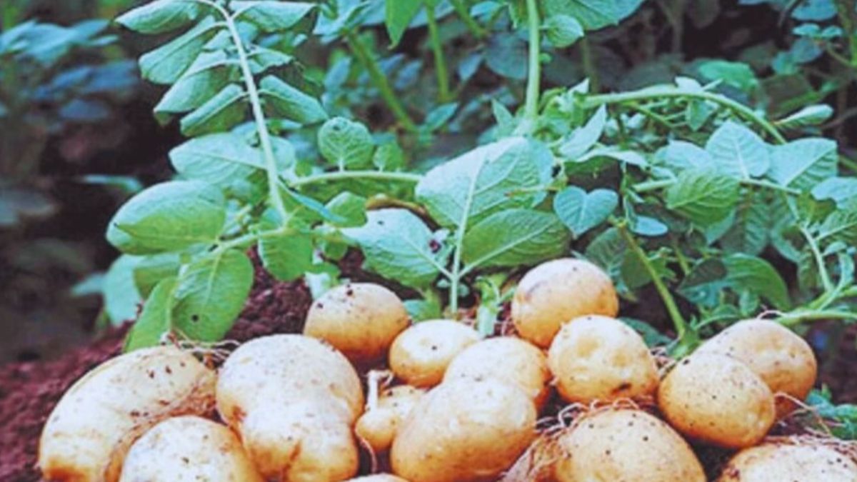 Potato