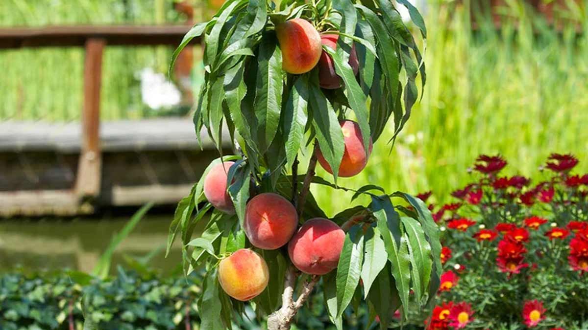 peach farming