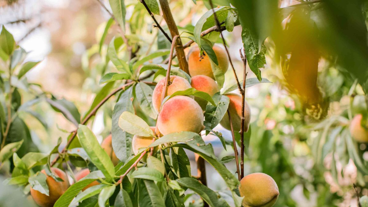 peach farming image