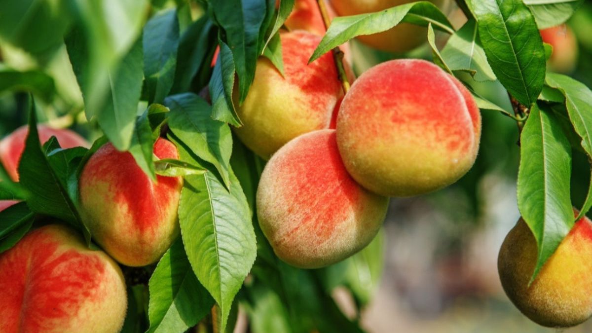 peach farming photo
