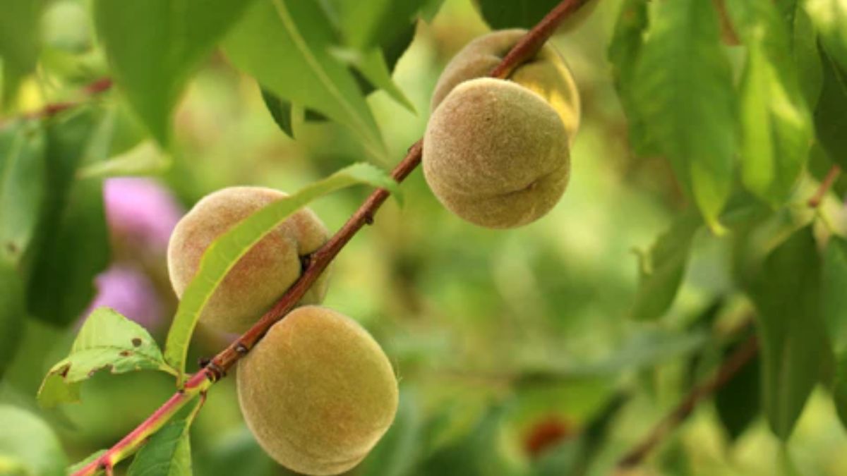peach farming pic