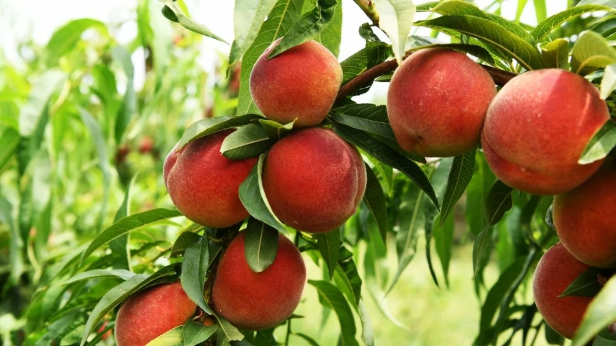 peach image