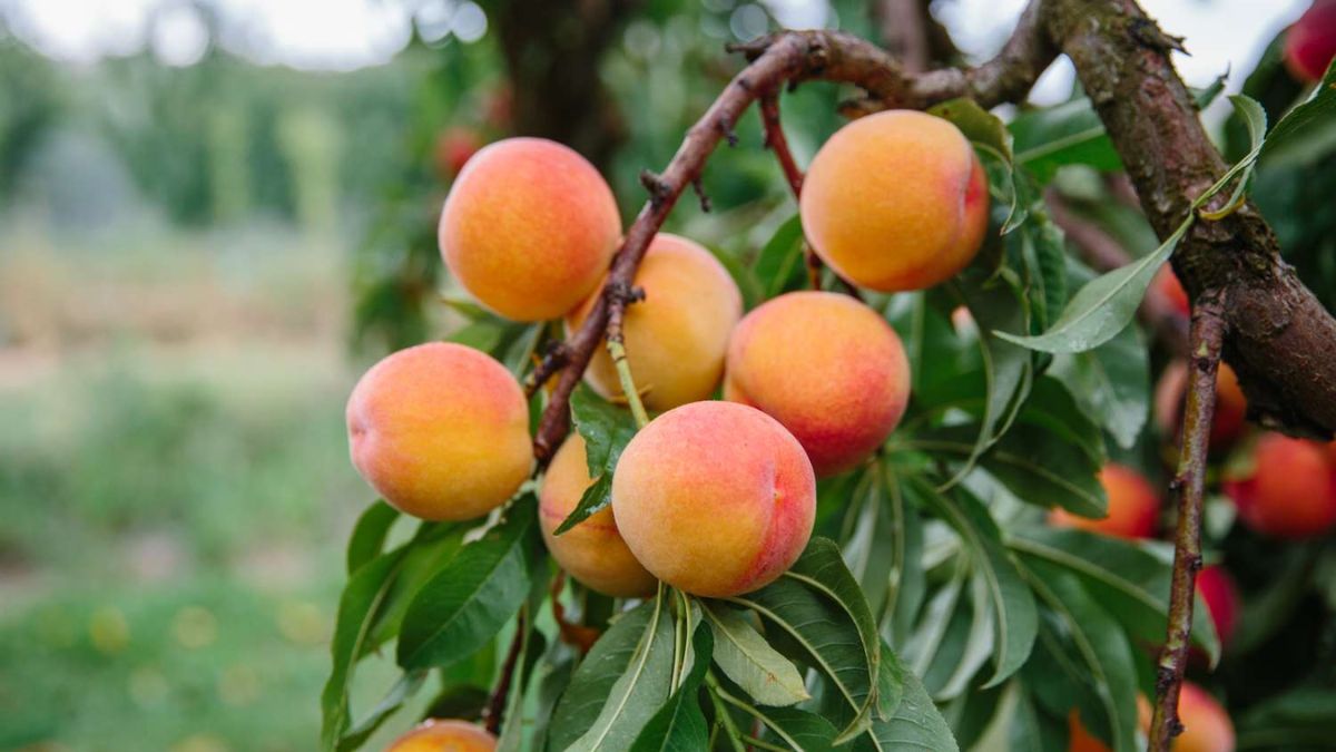 peach pic