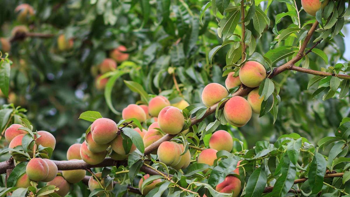 peach plant