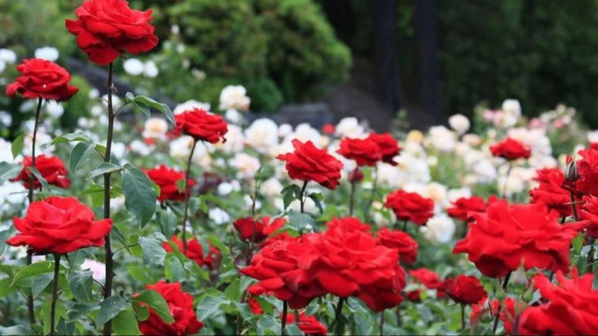 rose