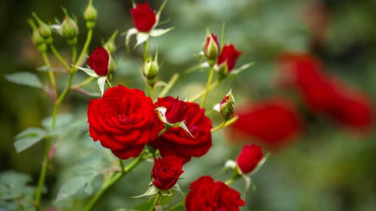 rose farming