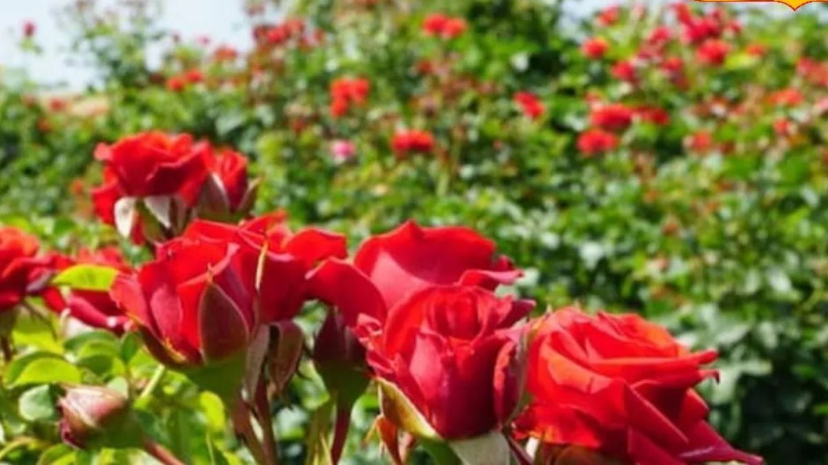 rose farming pic