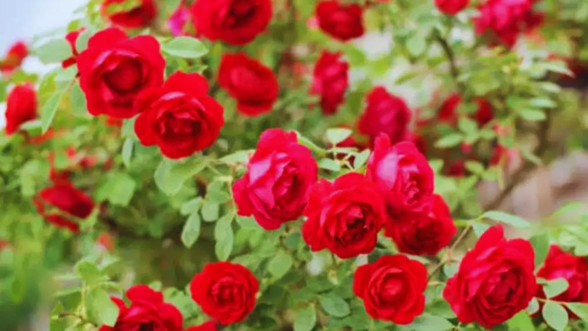 rose farming tips