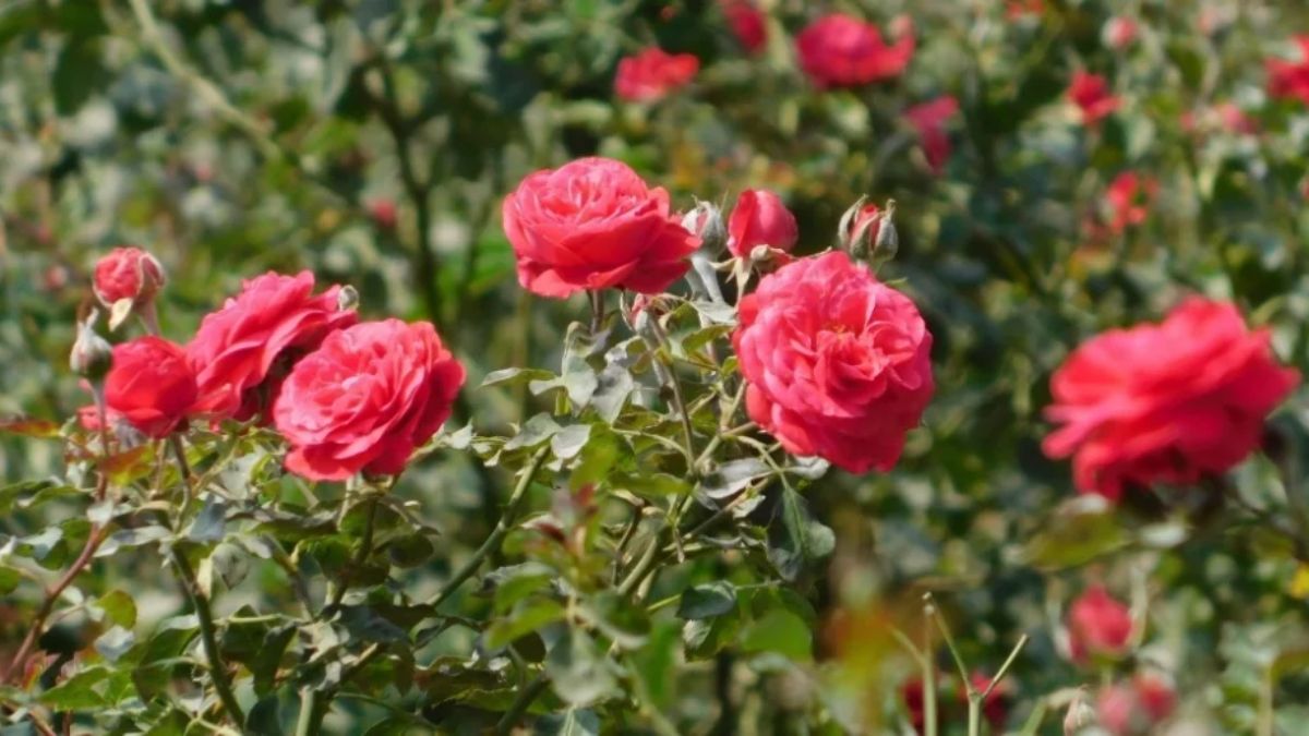 rose image