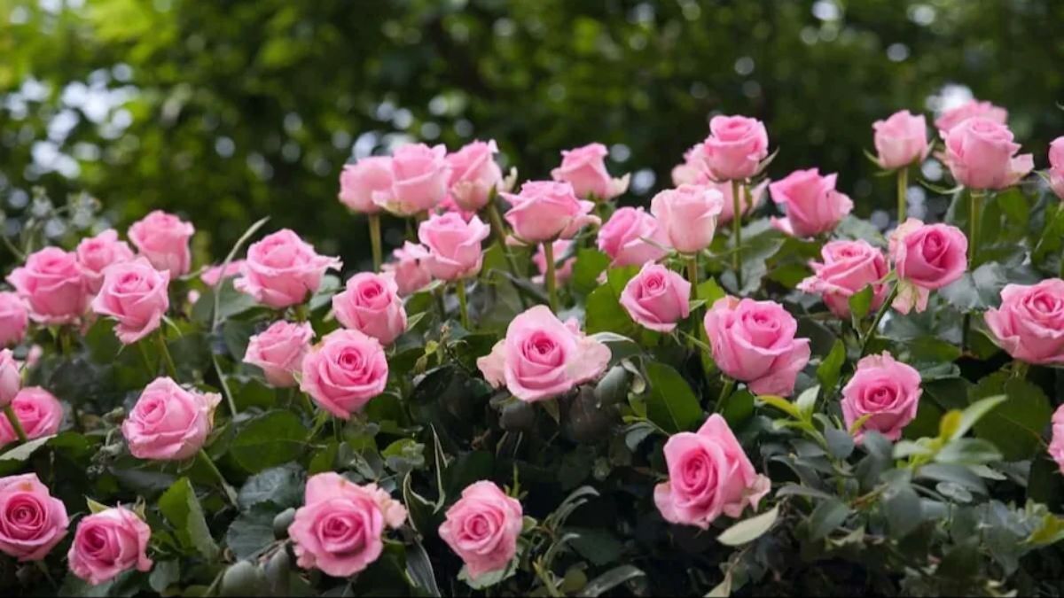 rose photo