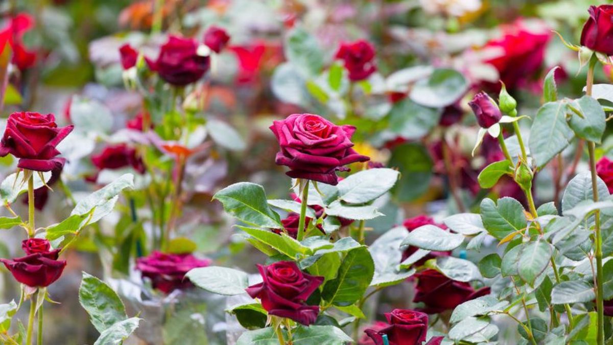 rose pic