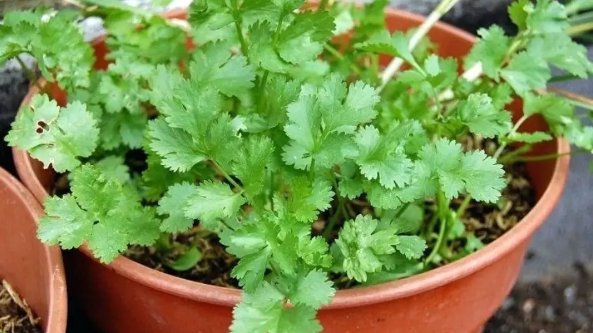 कैसे उगाएं धनिया