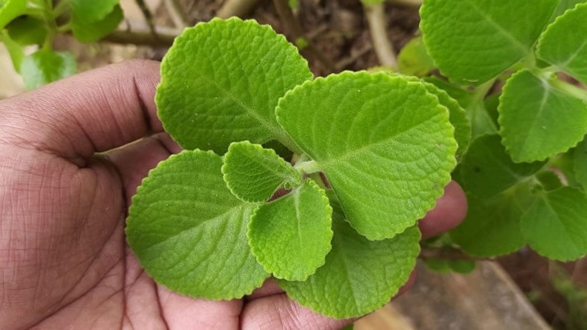 गमले में कैसे उगाएं अजवाइन