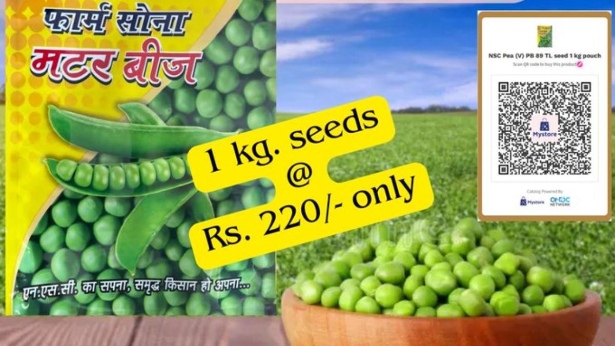 मटर की खेती