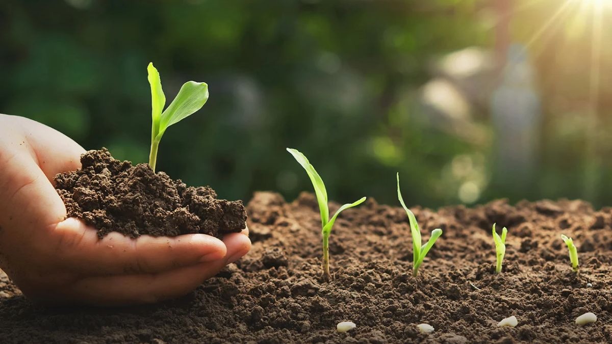 Soil Health: मिट्टी की उर्वरता बढ़ाने के 10 आसान उपाय, जानें पूरी डिटेल