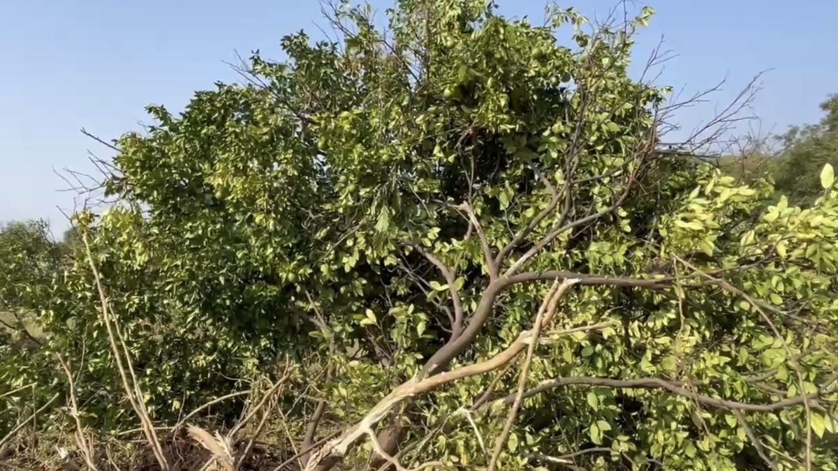 मौसंबी के बाग में किसानों ने जेसीबी चलाई