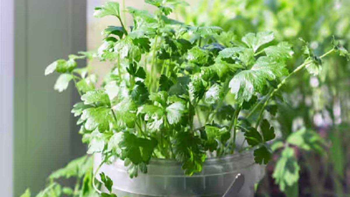 dhaniya gardening