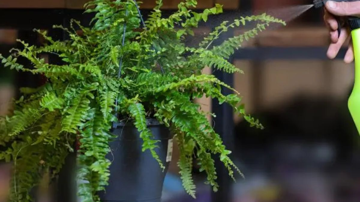 forest fern