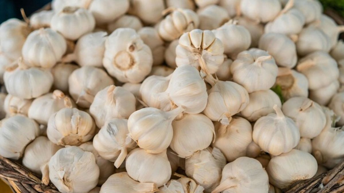 garlic image