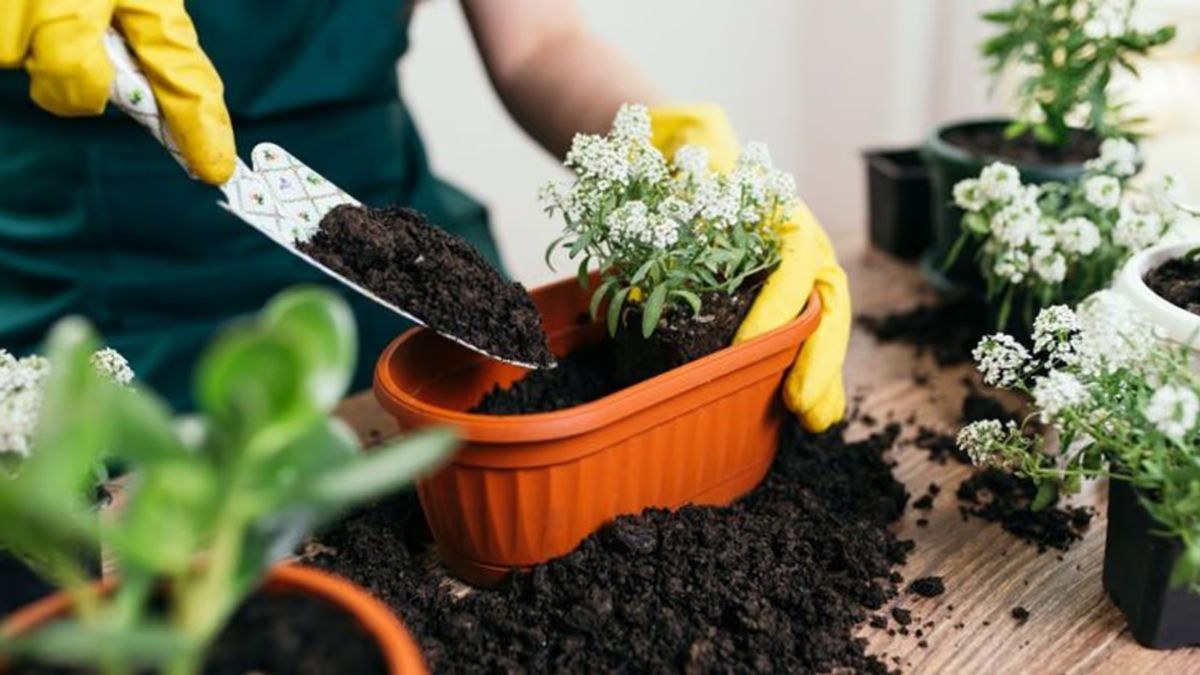 kitchen gardening