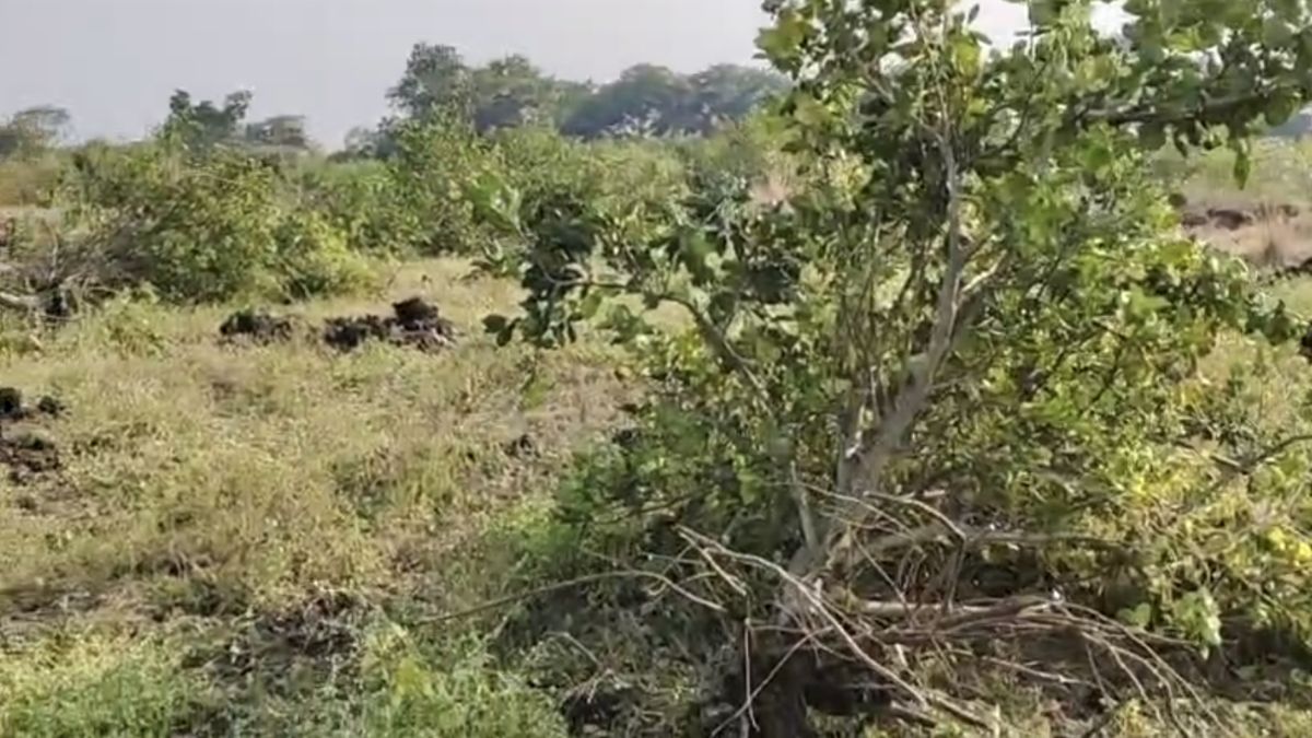 मोसंबी को नहीं मिल रहा उचित दाम