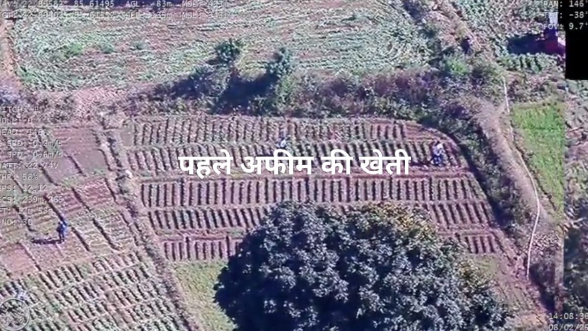 opium cultivation image