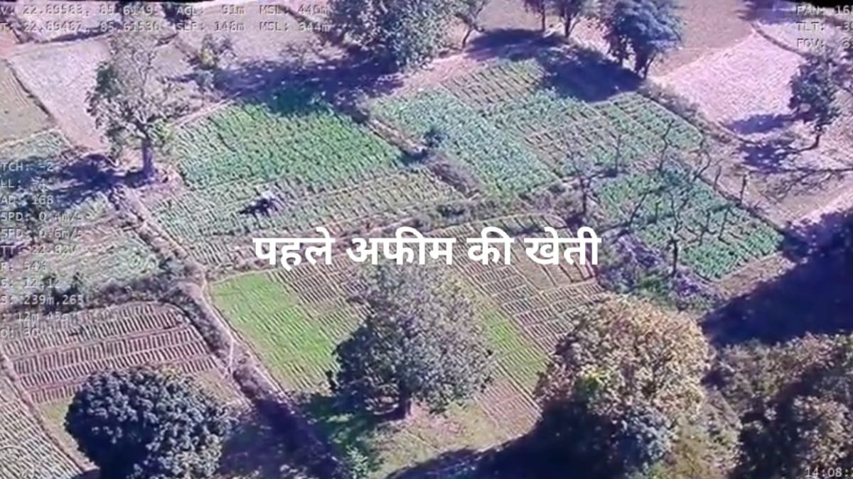 opium cultivation pic