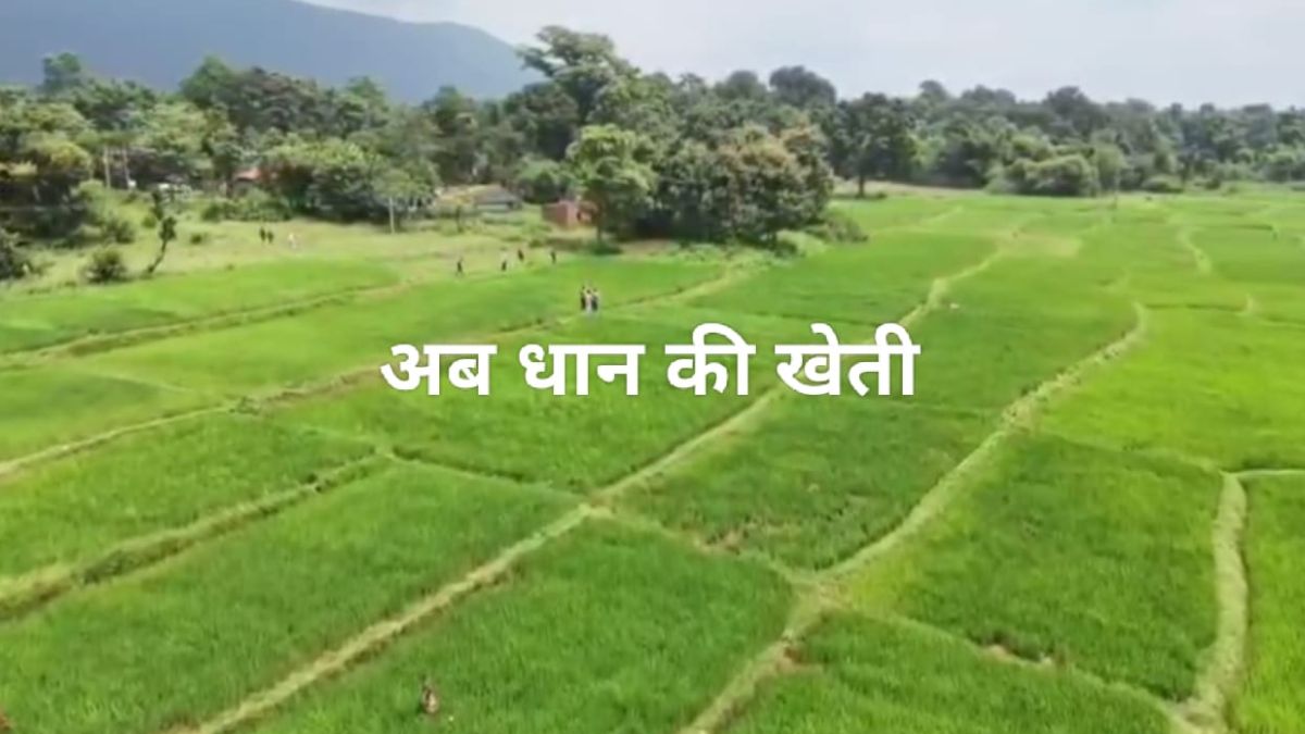 paddy farming