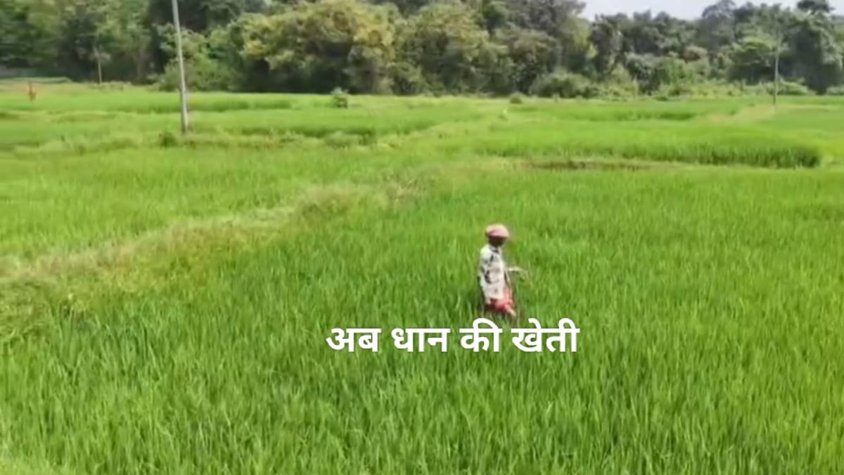 paddy farming image