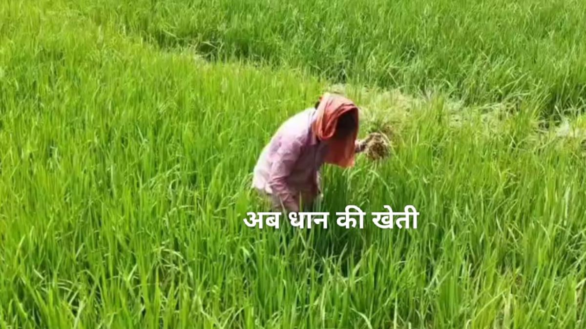 paddy farming pic