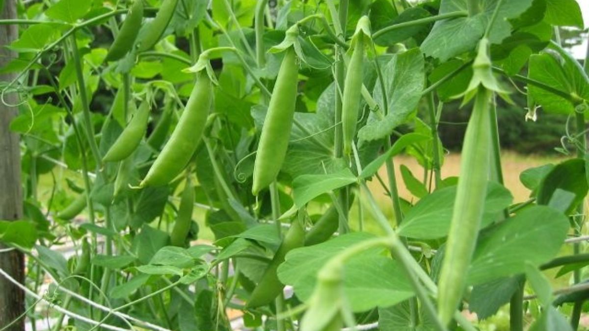 pea farming