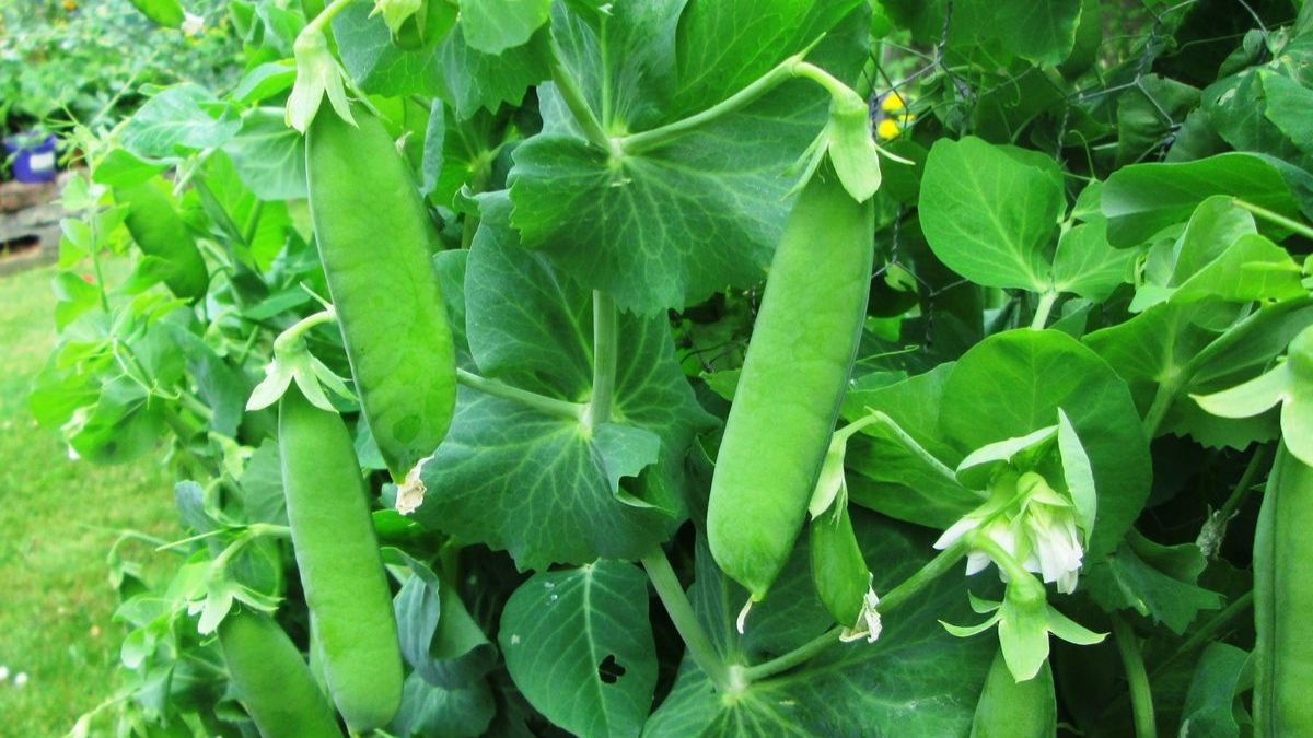 pea gardening