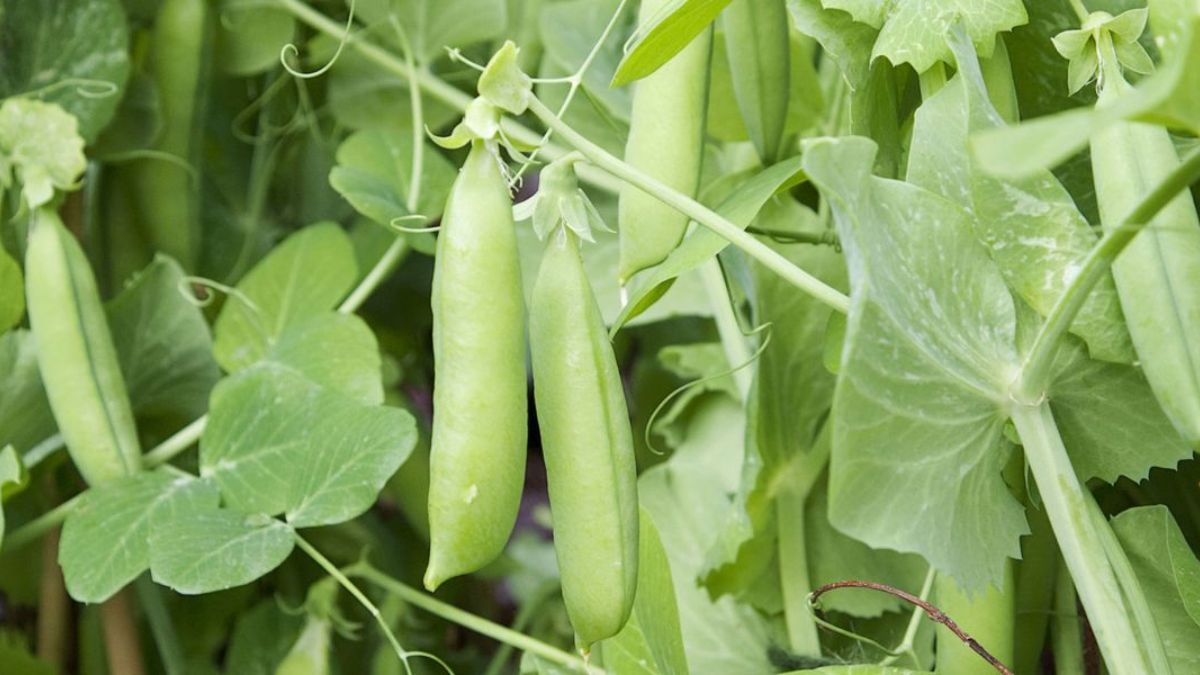 pea variety