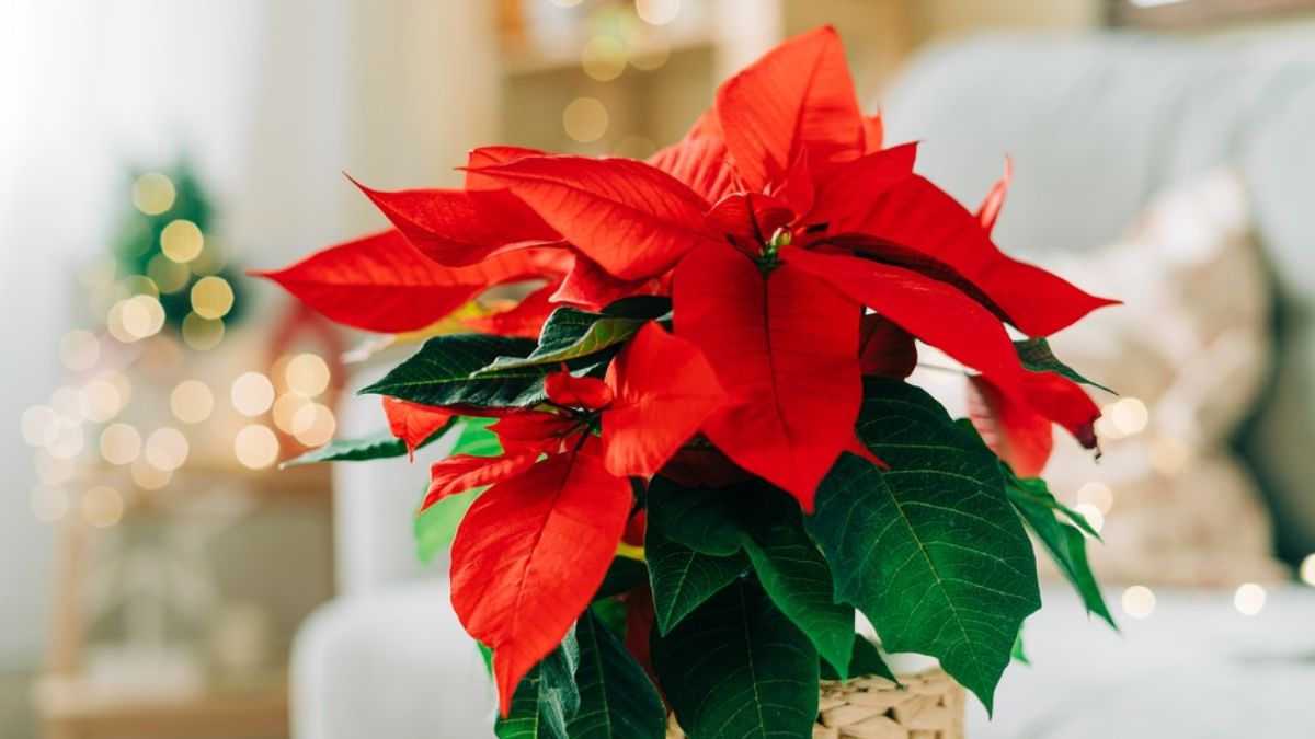 poinsettia