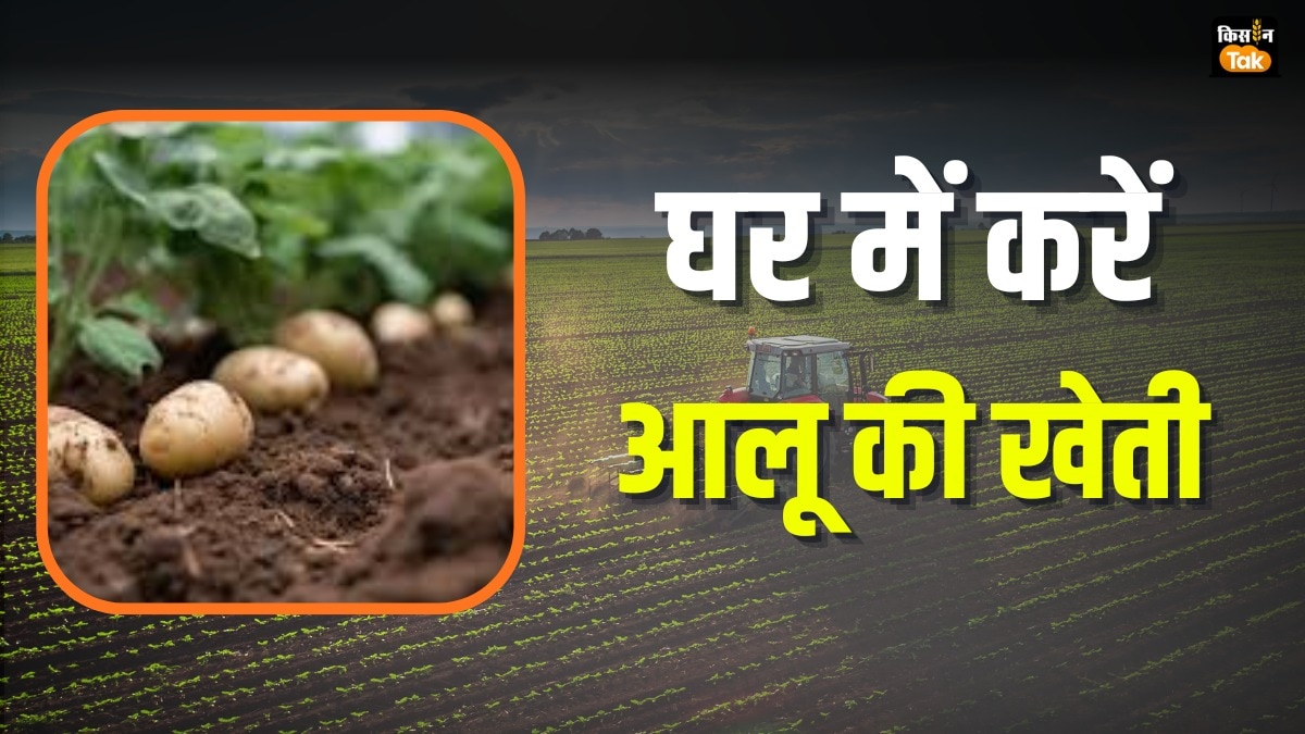 गमले में करें आलू की खेती
