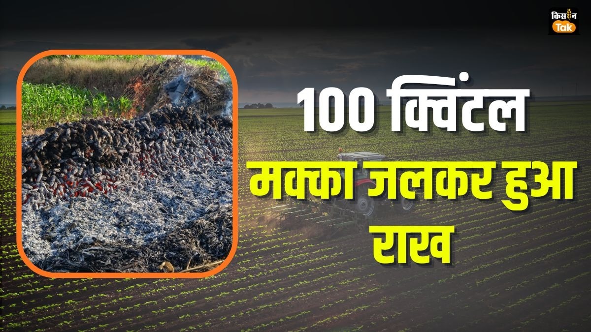 किसान का डेढ़ लाख का मक्का जलकर हुआ खाक!